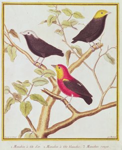 Manakins